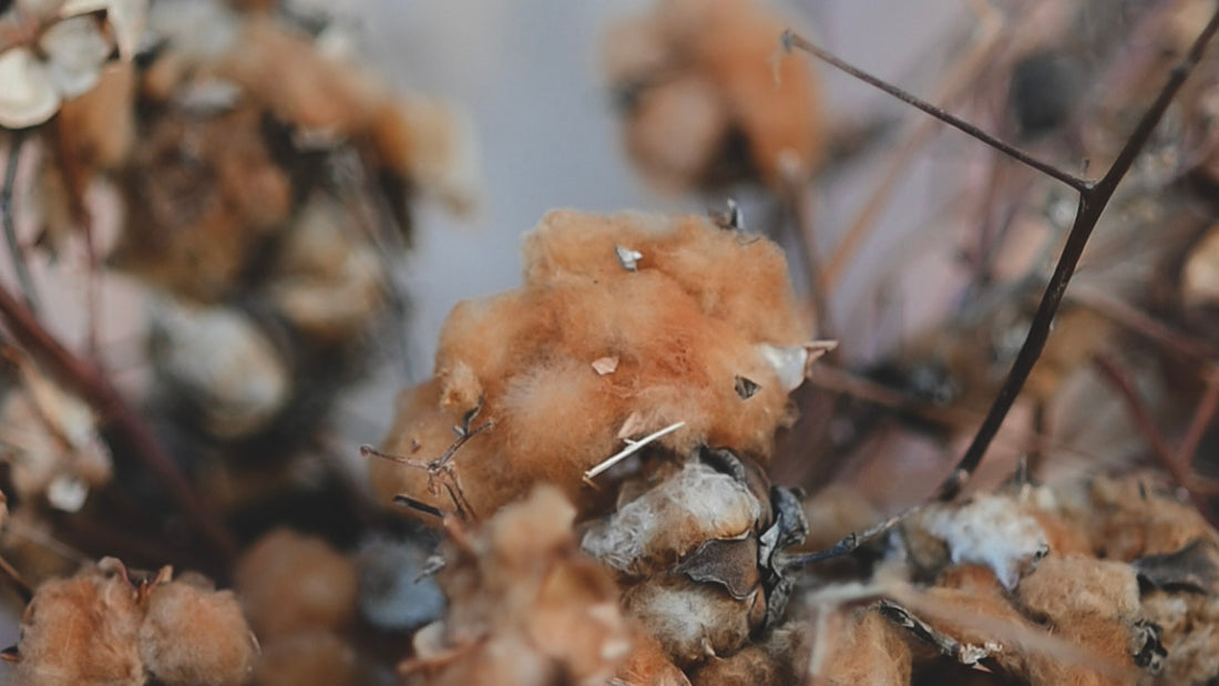 This Farm-To-Closet Clothing Brand Started As Solution To A Personal Health Crisis