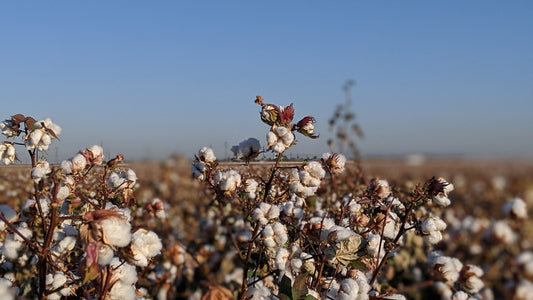 GMO vs. Selectively Bred Cottons
