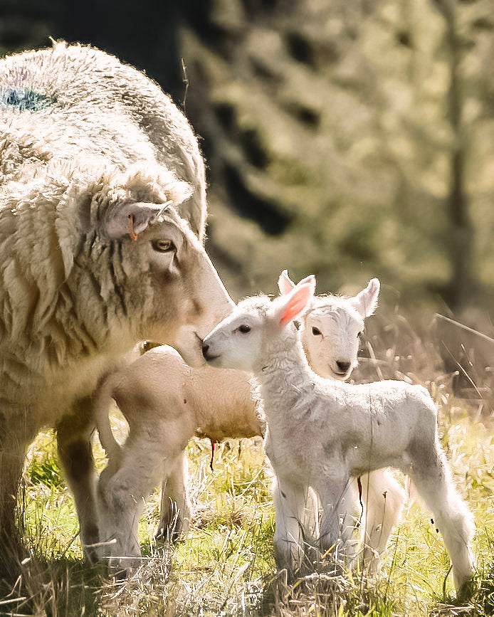 Fibershed Climate Beneficial™
